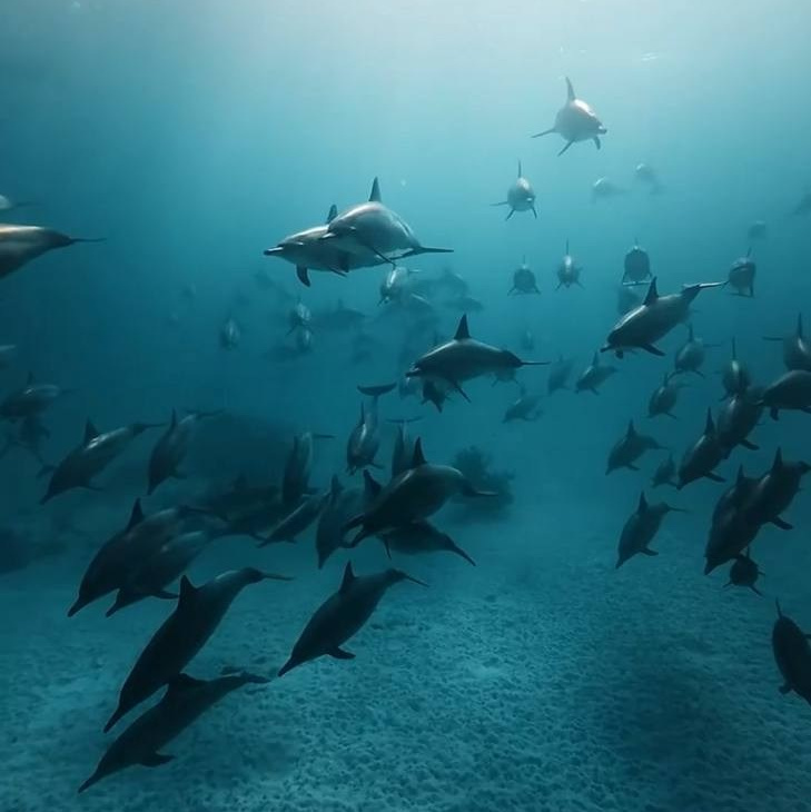 NEW Путешествие к дельфинам, октябрь 2026. Семейные лагеря в Европе с Ниной Янечковой и Ириной Зиновьевой