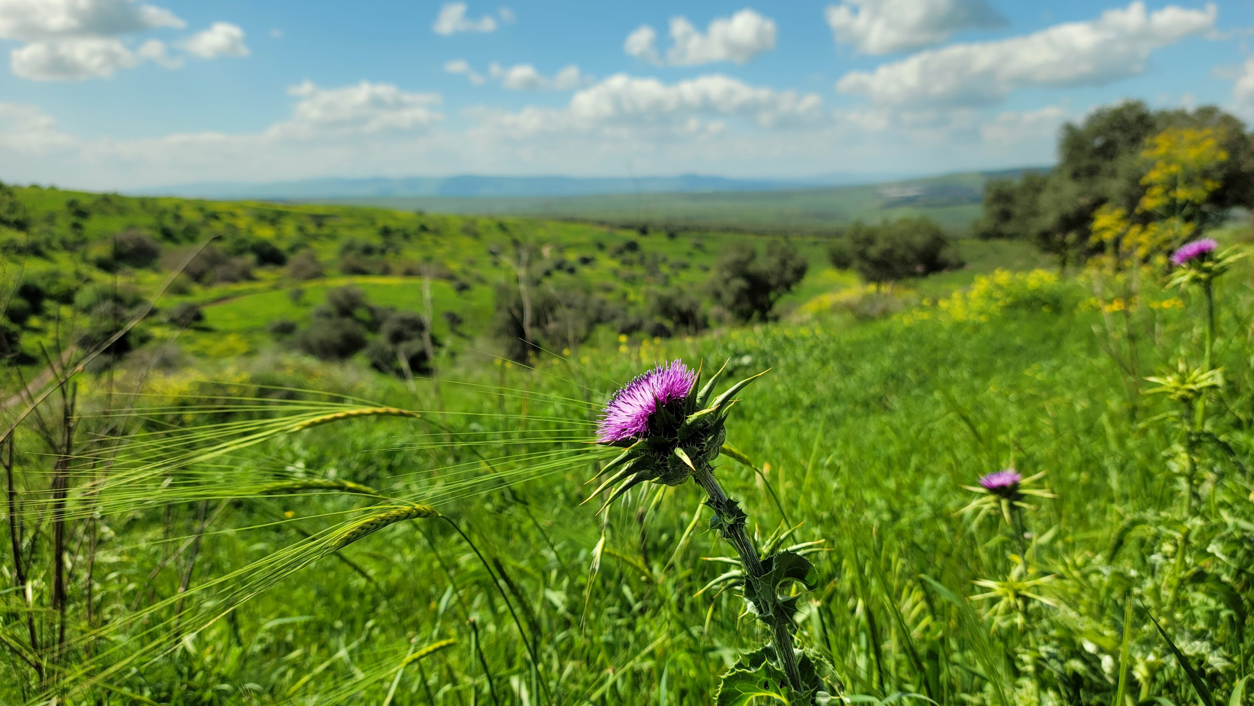 Викинги из Беэр-Шевы. КРиС «Нортман»