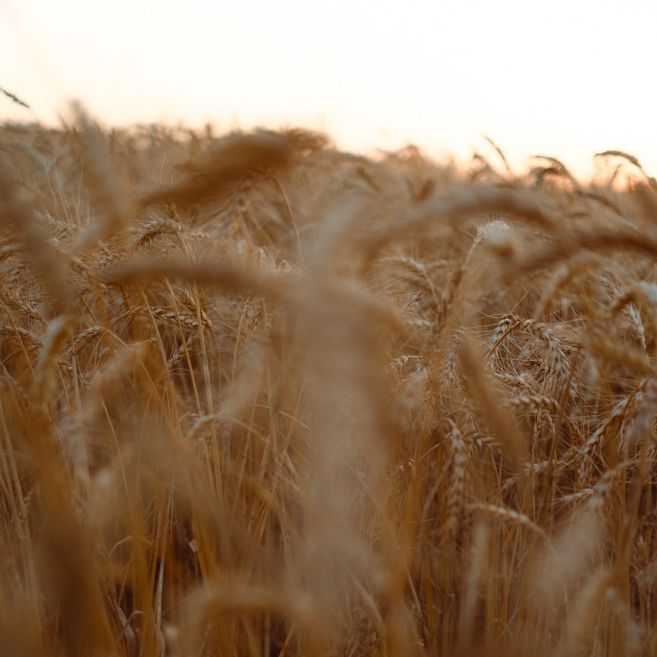 WORLD PHOTO. International Photographer