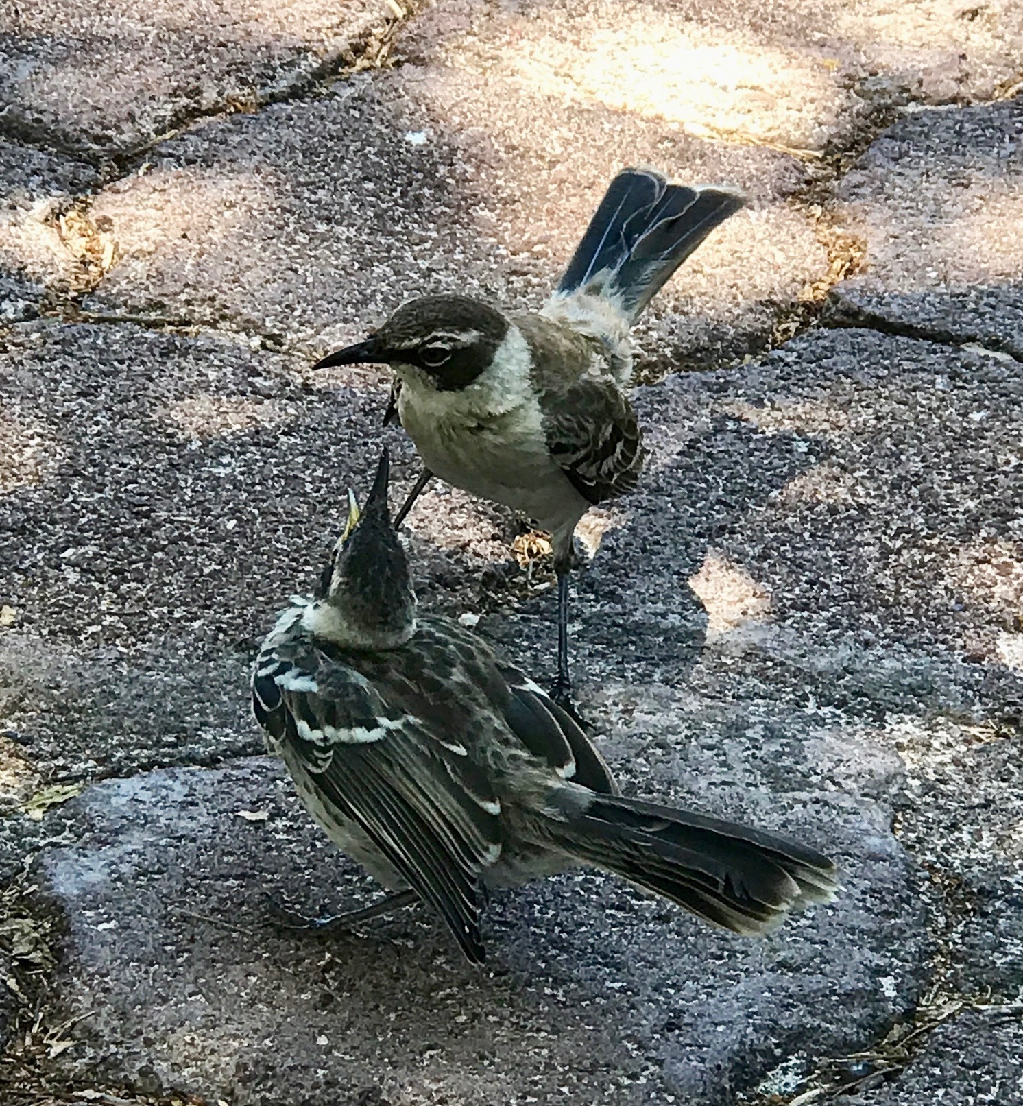 Galapagos. Milok et Kirok sont des gens positifs et réels. Nous serons ravis de v