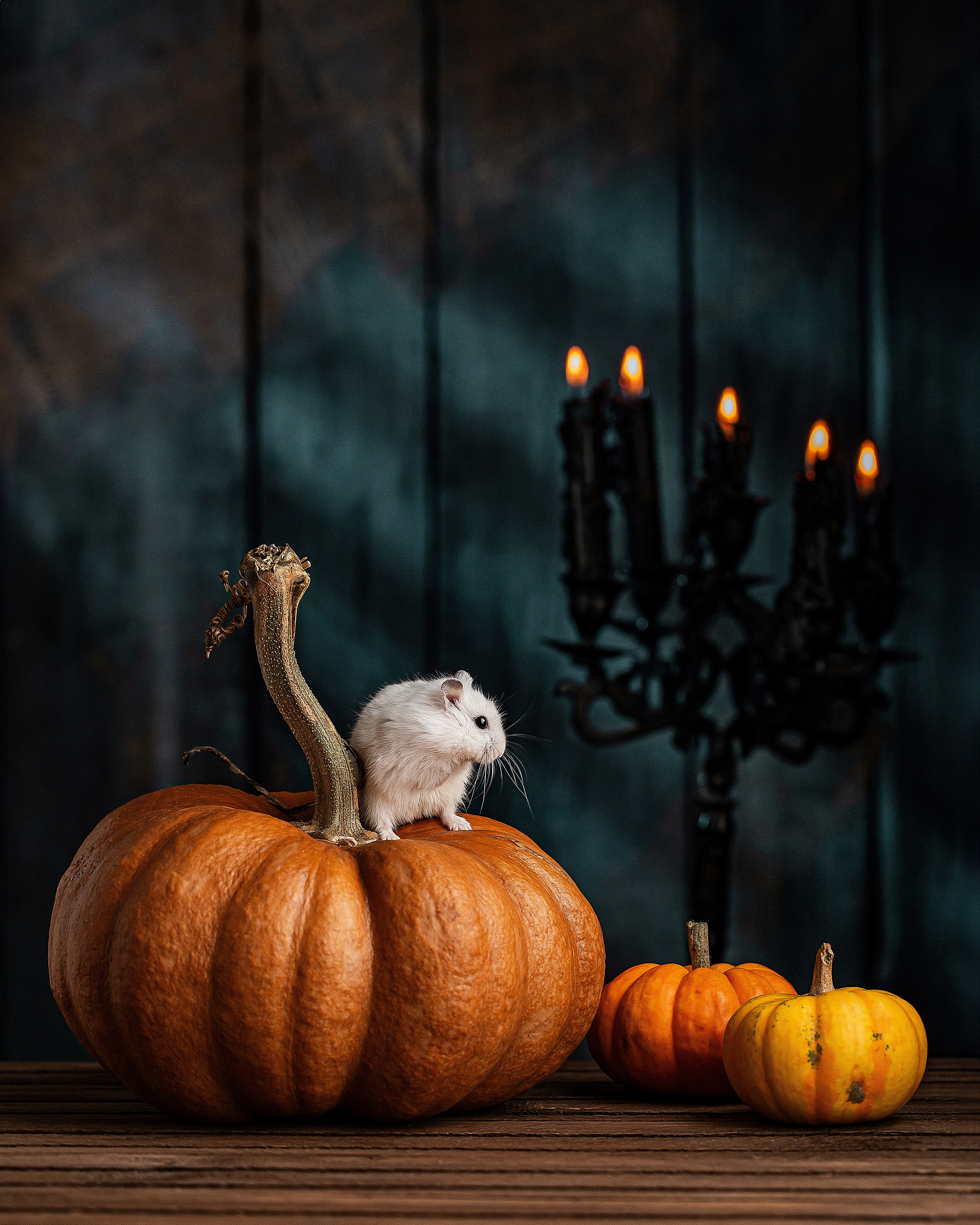 Classic still life