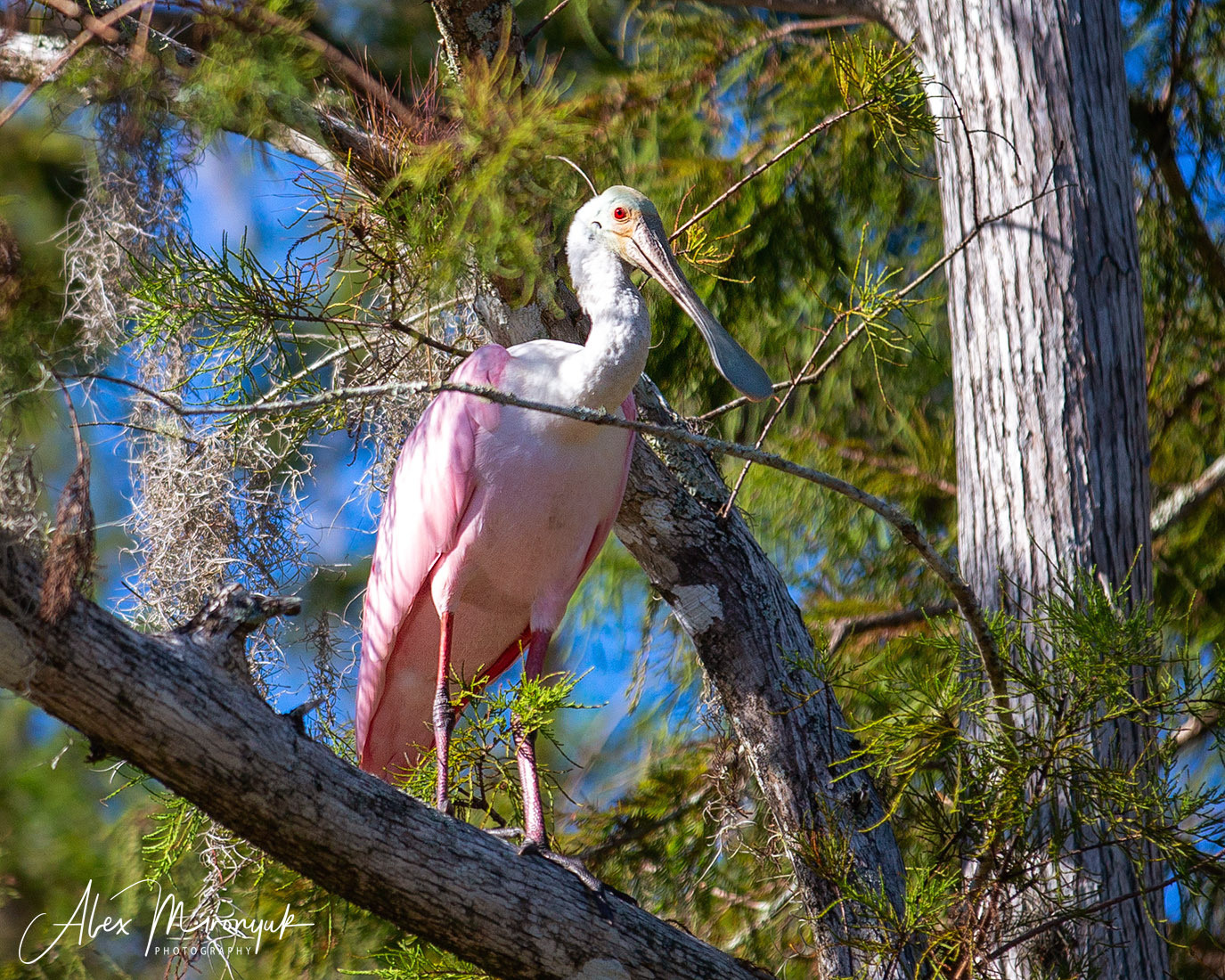 Winter in Florida. Alex Mironyuk Photography