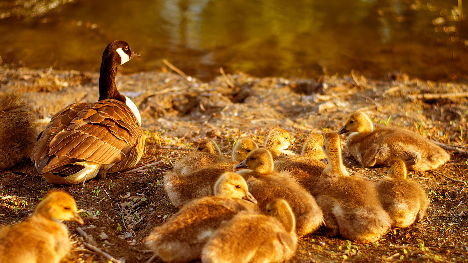 Contacts. Photographe de famille à Montréal Ewa Molchanovskaya