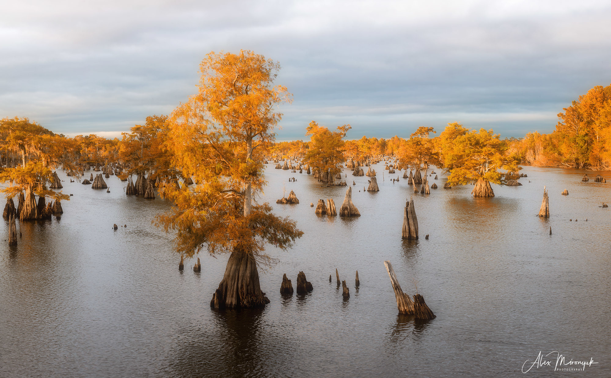 Cypress Swamps Adventure. Alex Mironyuk Photography