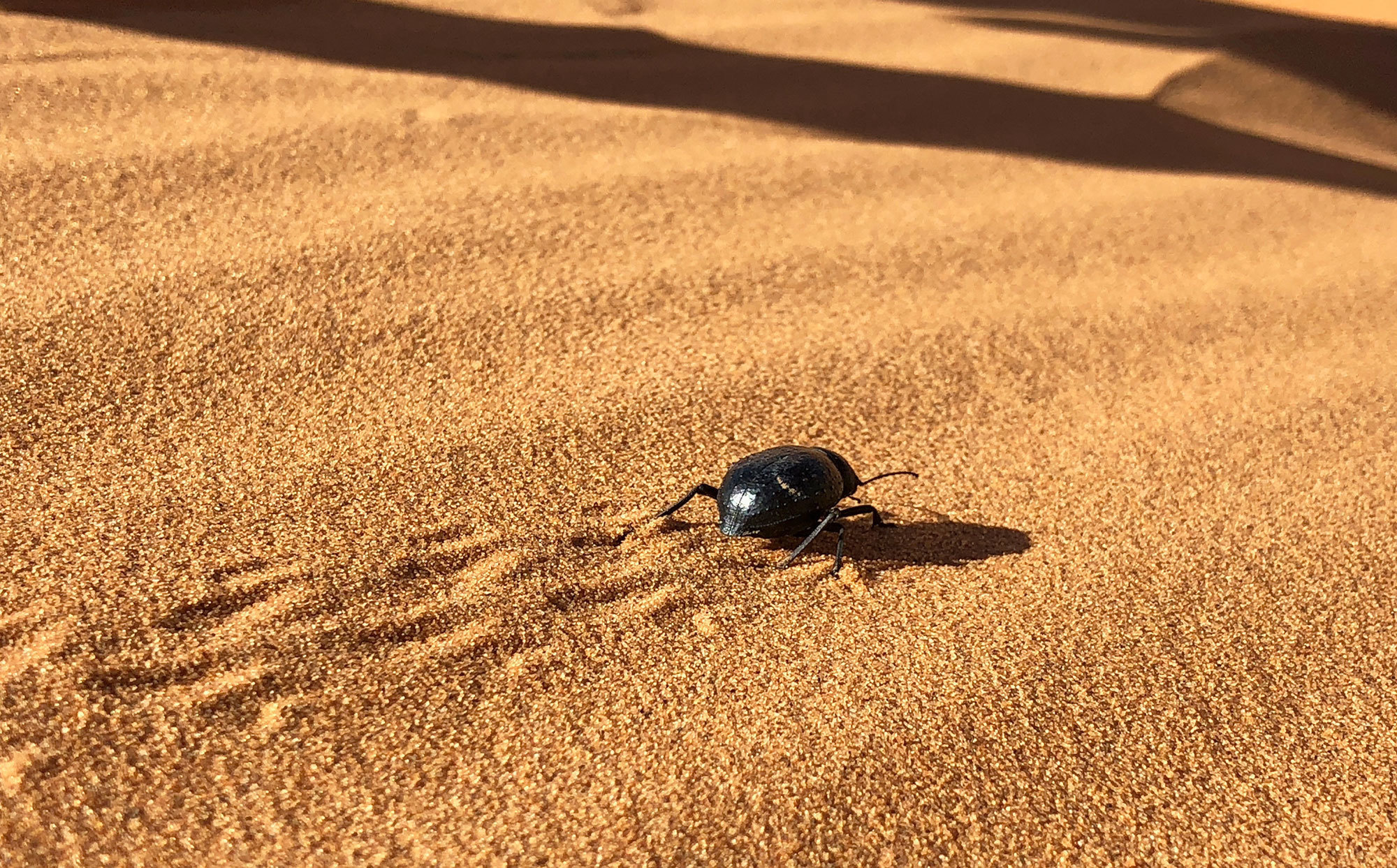 Woestijn Erg-Shebby in Marokko