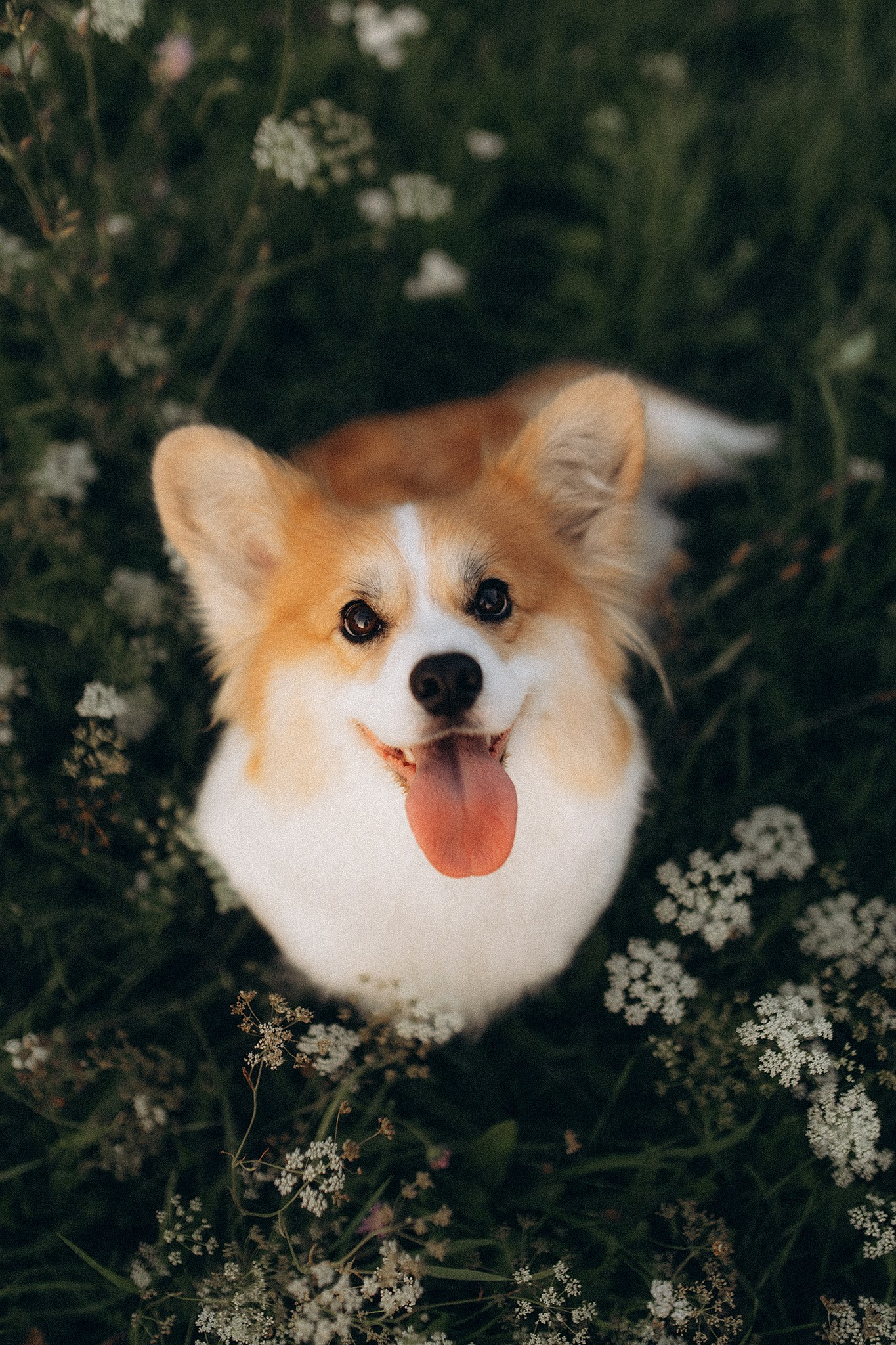 Подарунки. Фотограф-анімаліст Київ