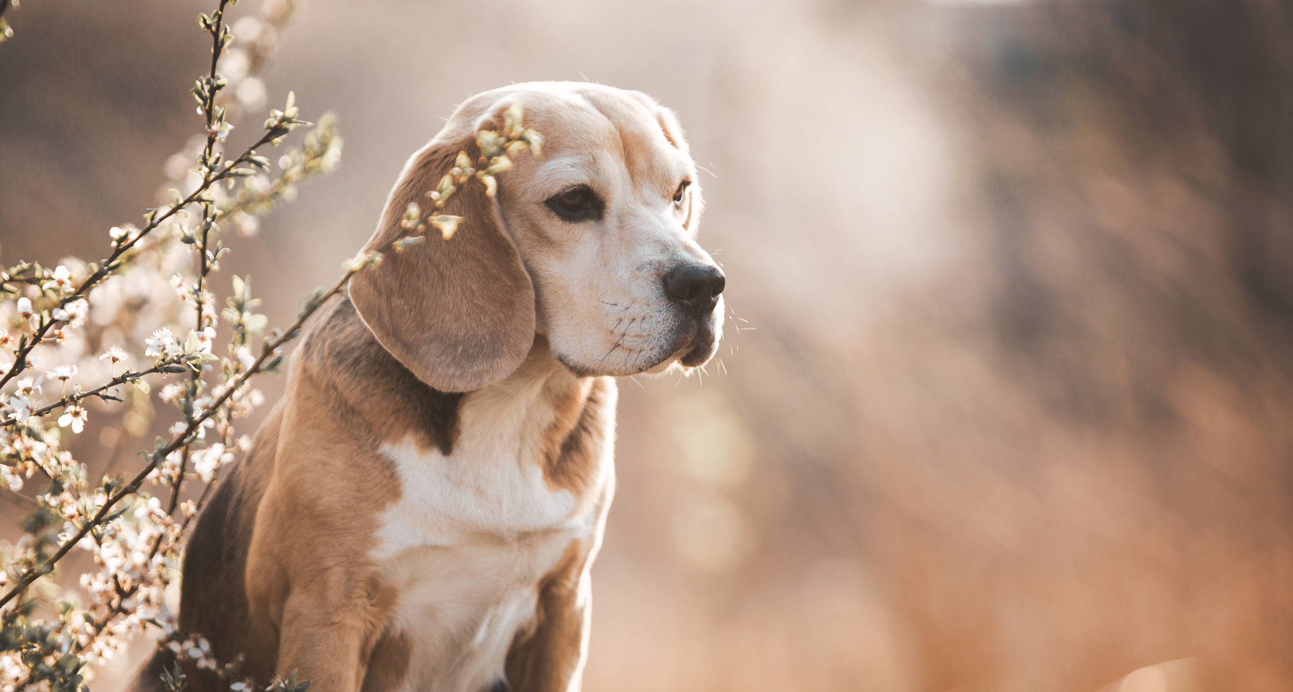 About us. Питомник биглей Selesta’s Dreams