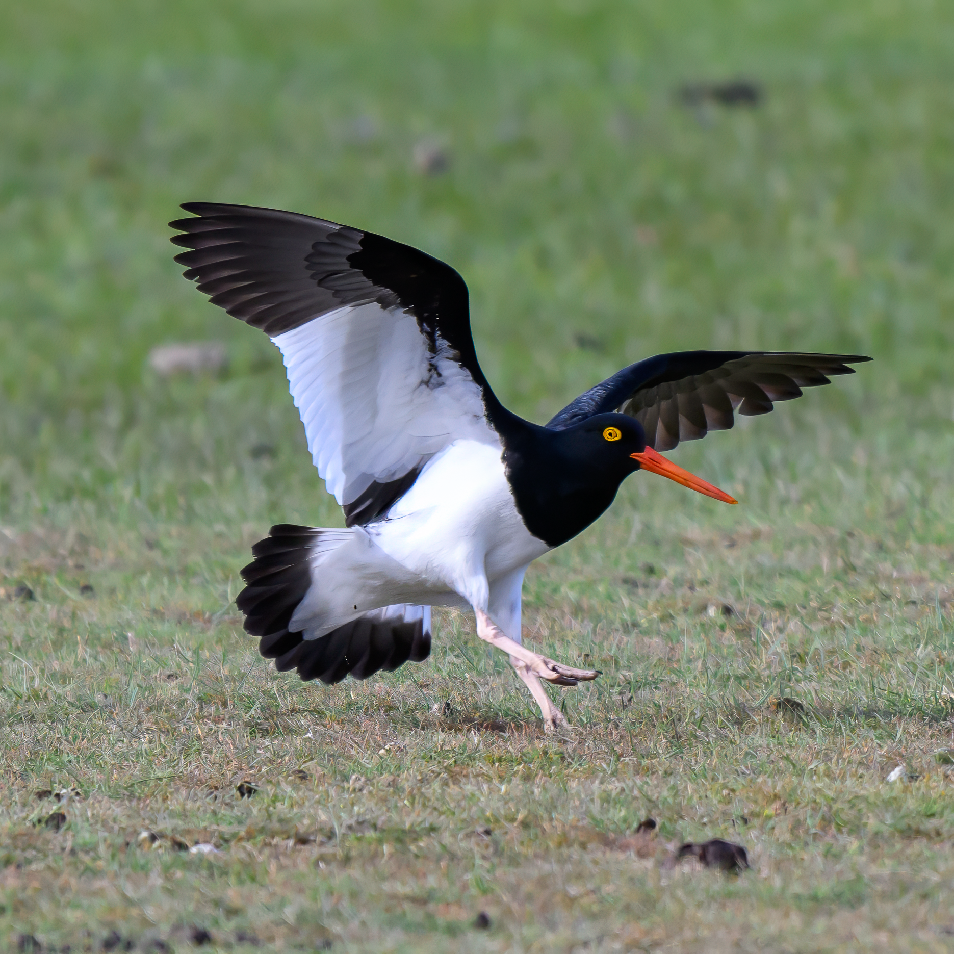Fotografías de Aves 