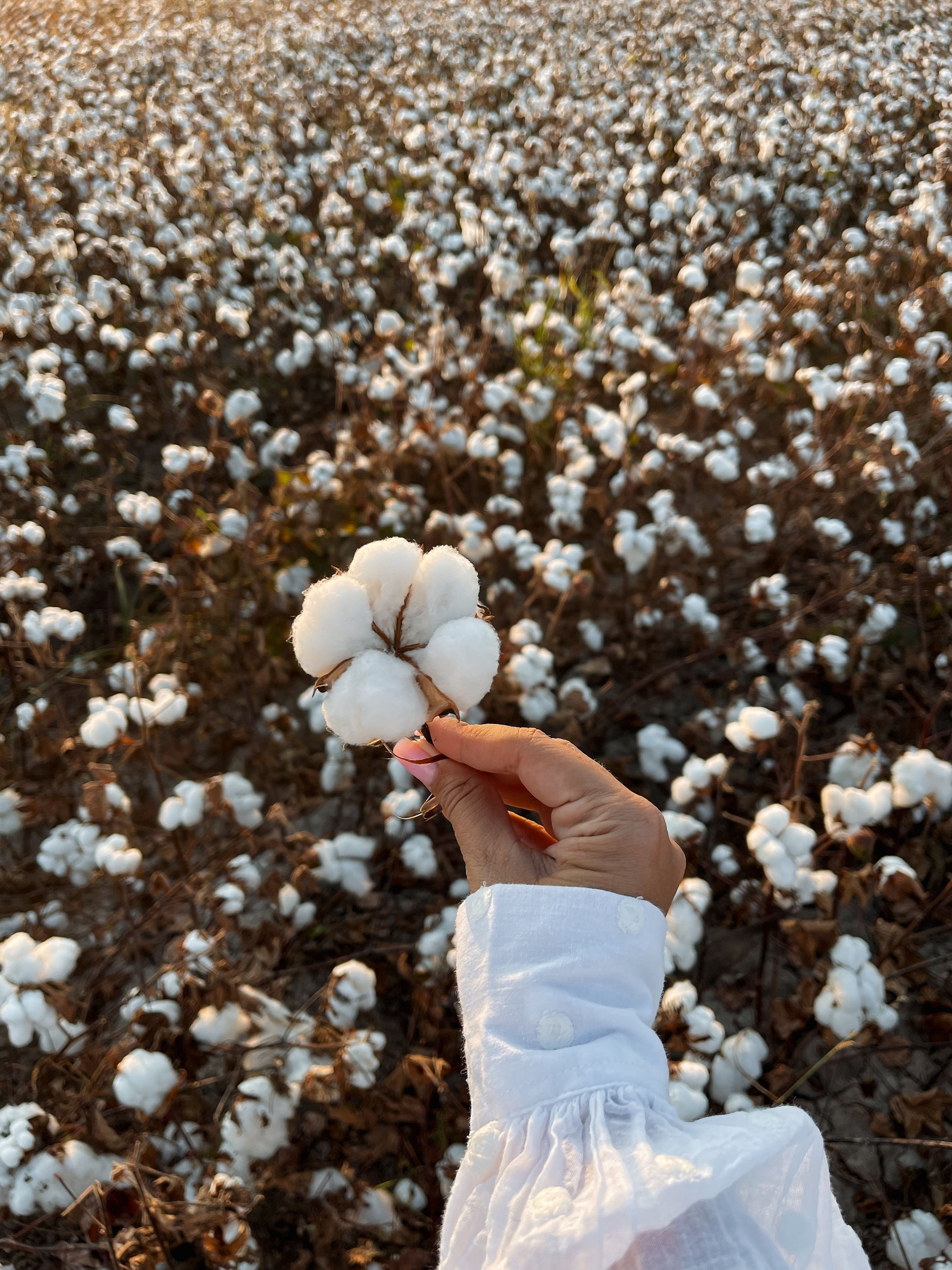 фотосессия на хлопковых полях Турция. хлопковые поля Анталья. фотосессия на природе Турция. цветение хлопка в Турции. лучшие места для фото в Турции. фотосъемка на хлопковых полях. природные фотосессии Турция. фотолокации Турция Анталья. поля хлопка для фотосессии. Что цветет в Турции, в Анталии, в Белеке в сентябре Что цветет в Турции, в Анталии, в Белеке в октябре.Стоимость фотосессии в Анталии. 