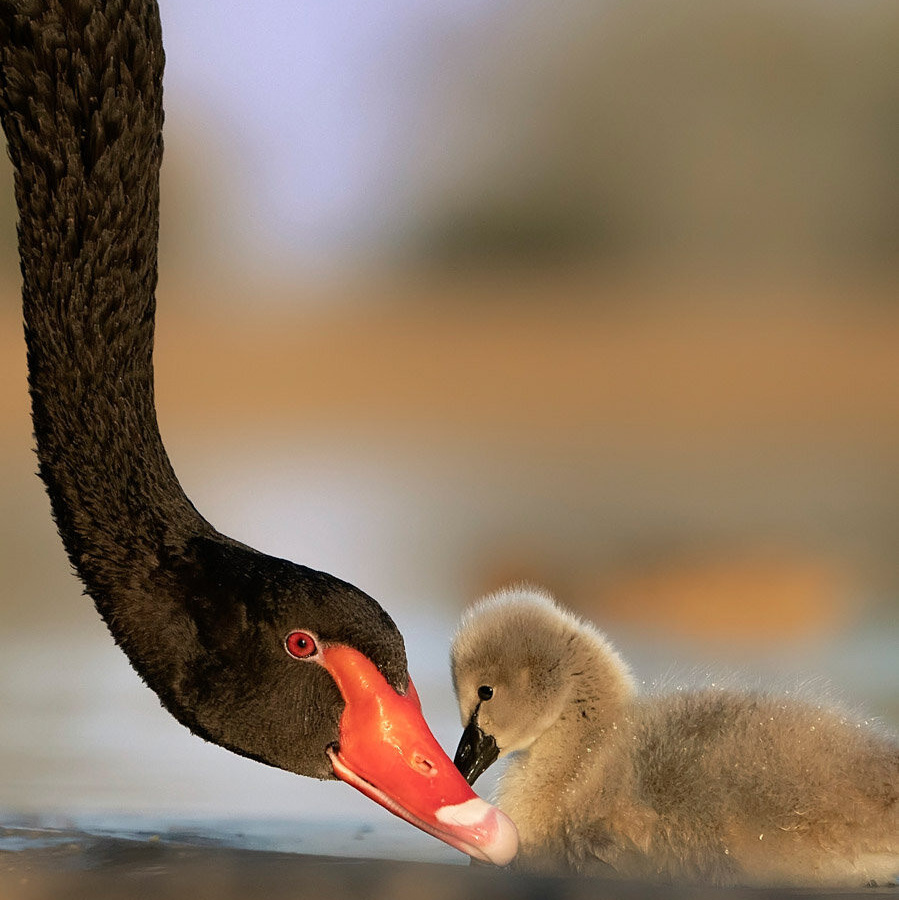 AWARDS AND RECOGNITIONS | AKHIL VINAYAK MENON PHOTOGRAPHY. Akhil Vinayak Menon Photography