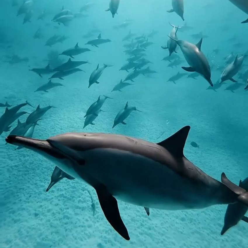 NEW Путешествие к дельфинам, октябрь 2026. Семейные лагеря в Европе с Ниной Янечковой и Ириной Зиновьевой