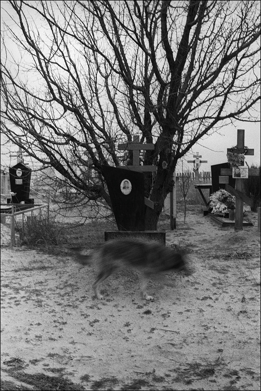 "Local dog on a local cemetery", farm of Senshin, village of Oblivskaya district, Rostov-on-Don region, Russia, November 2010