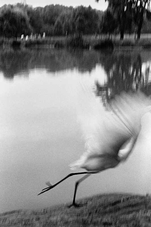 На озере в Центральном парке, Манхэттен, Нью-Йорк, США. Сентябрь 2000