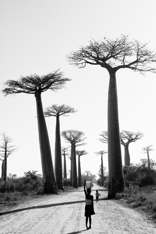 Kilometres and kilometres to collect water, near Morondava, Menabe region, Toliara province, Republic of Madagascar. 2011