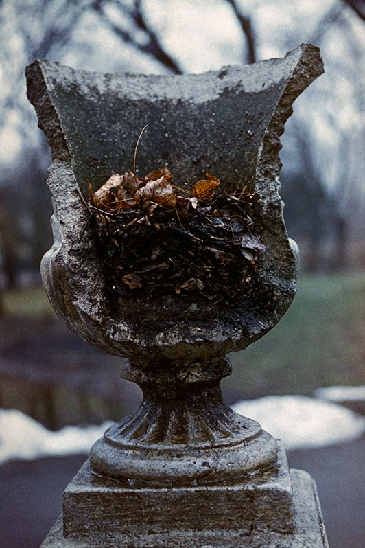 Содержание. Прелые листья в разбитом вазоне, 13-я станция Большого Фoнтана, Приморский район, Одесса, УССР. Февраль 1985