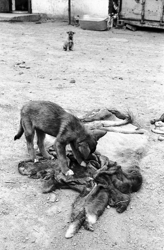 Mörön, Khövsgöl province, Mongolia. 2010