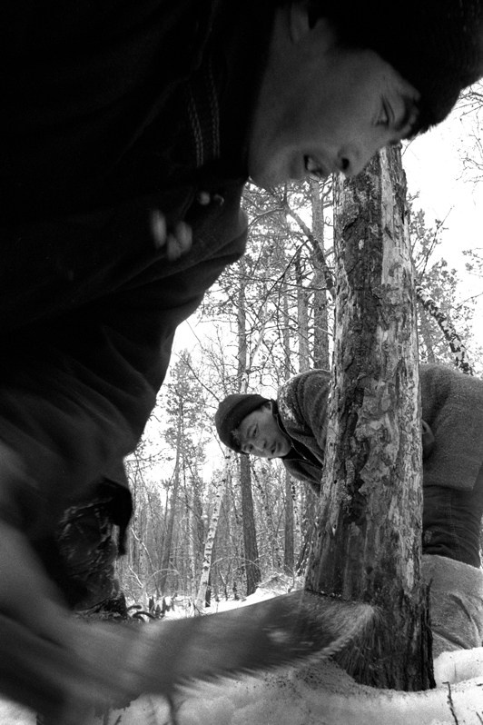 Лес – ресурс выживания, близ деревни Дунд Урт, Баянцогтский район, провинция Туве, Монголия. Январь 2002