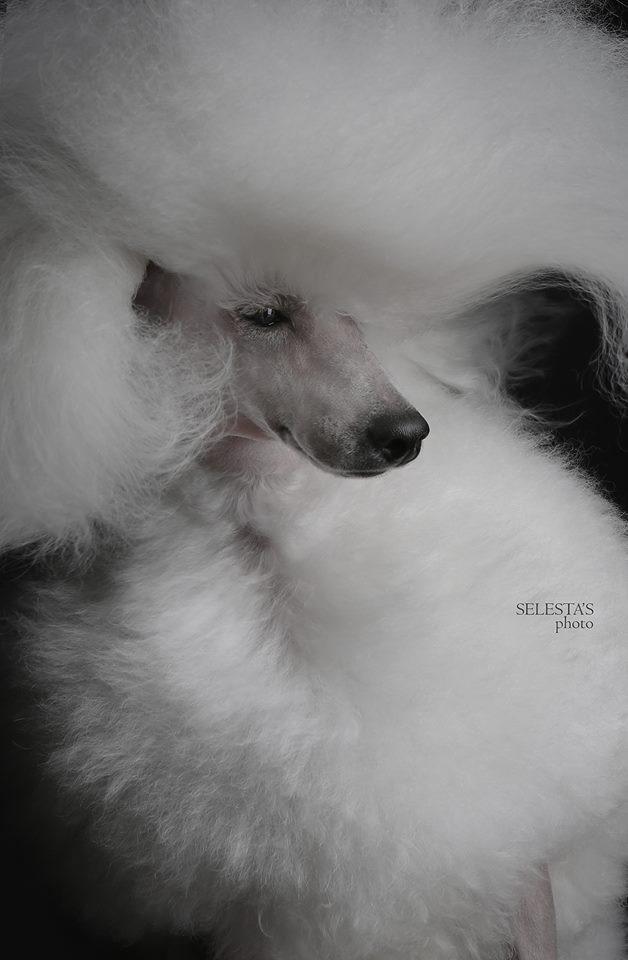 Dogs. Pet photographer Kateryna Mumzhynska