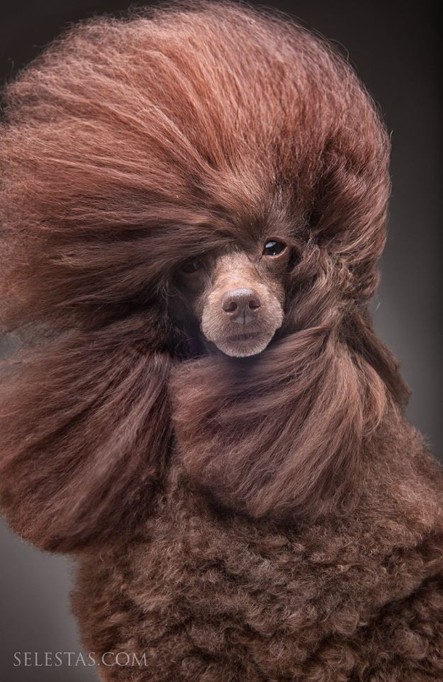 Dogs. Pet photographer Kateryna Mumzhynska