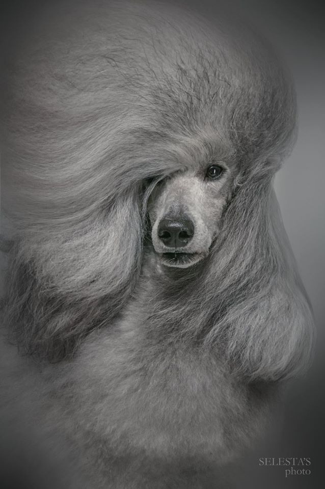 Dogs. Pet photographer Kateryna Mumzhynska