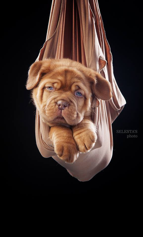 Dogs. Pet photographer Kateryna Mumzhynska