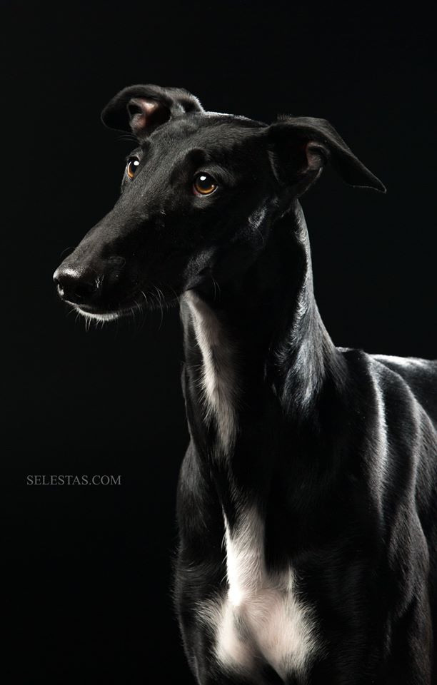 Dogs. Pet photographer Kateryna Mumzhynska
