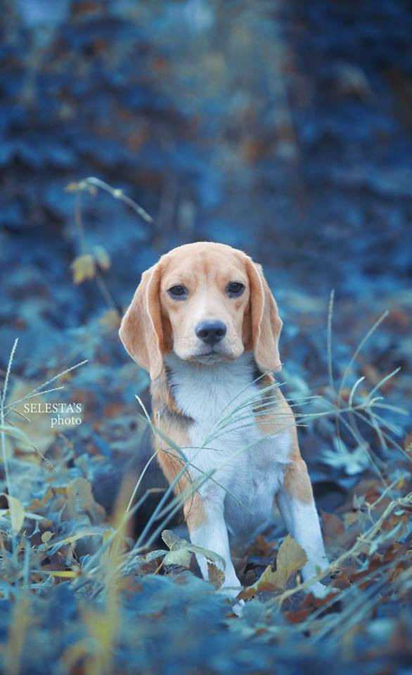 Персик. Розплідник біглей в Україні