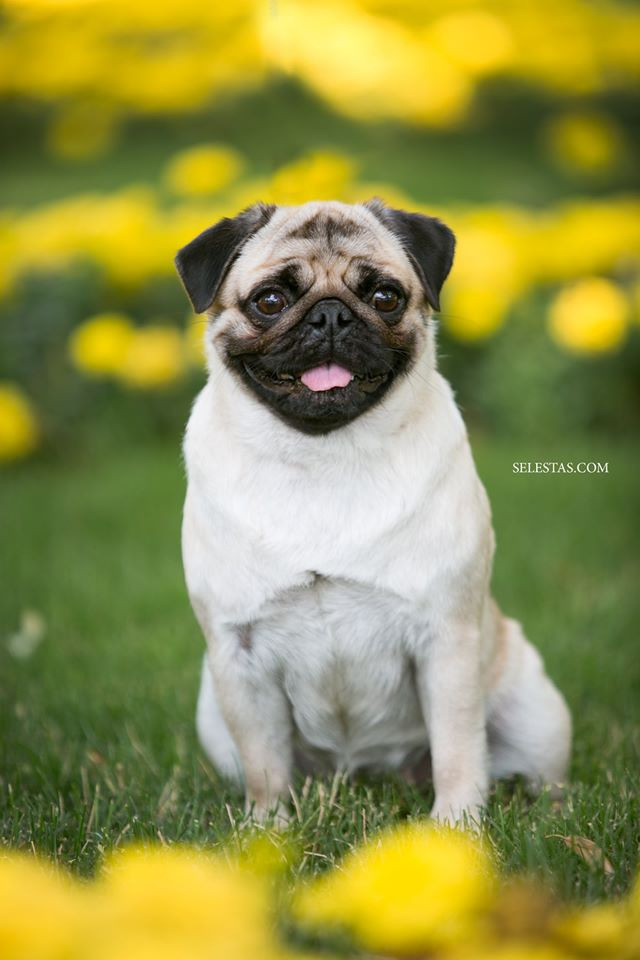 Dogs. Pets and people photographer Kateryna Mumzhynska