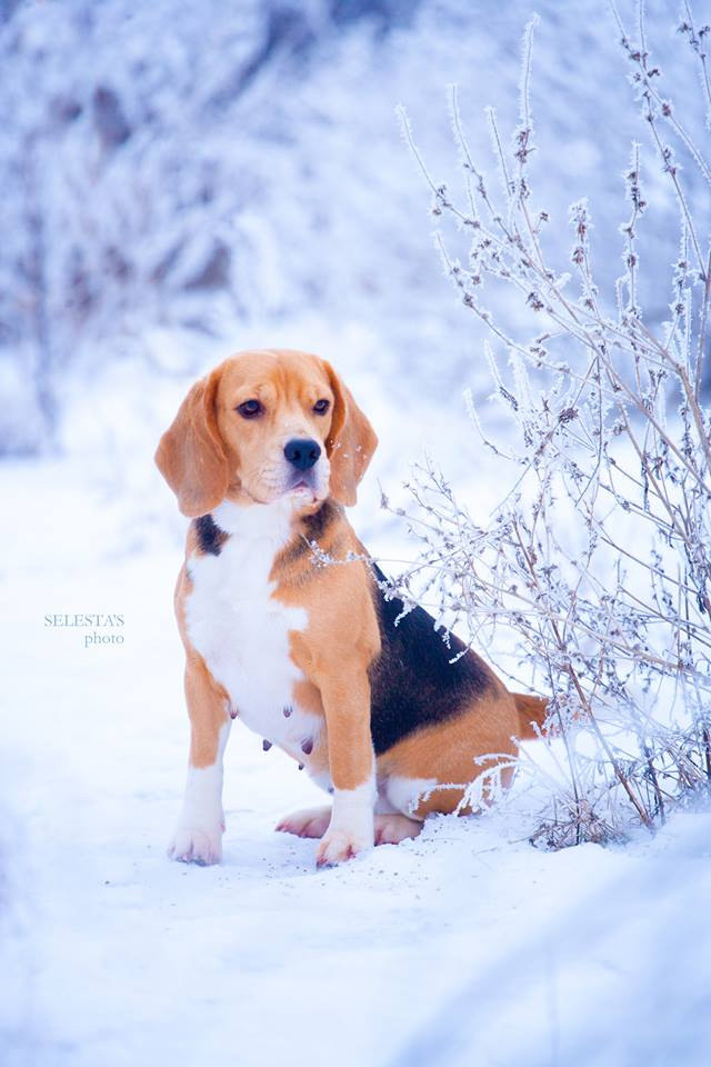 Dogs. Pets and people photographer Kateryna Mumzhynska