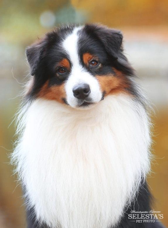 Dogs. Pets and people photographer Kateryna Mumzhynska