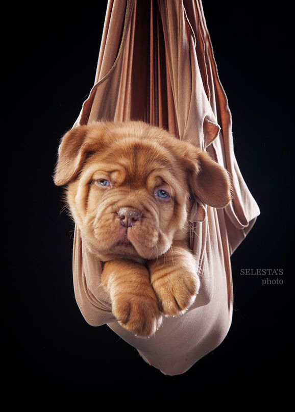 Pupies. Pets and people photographer Kateryna Mumzhynska