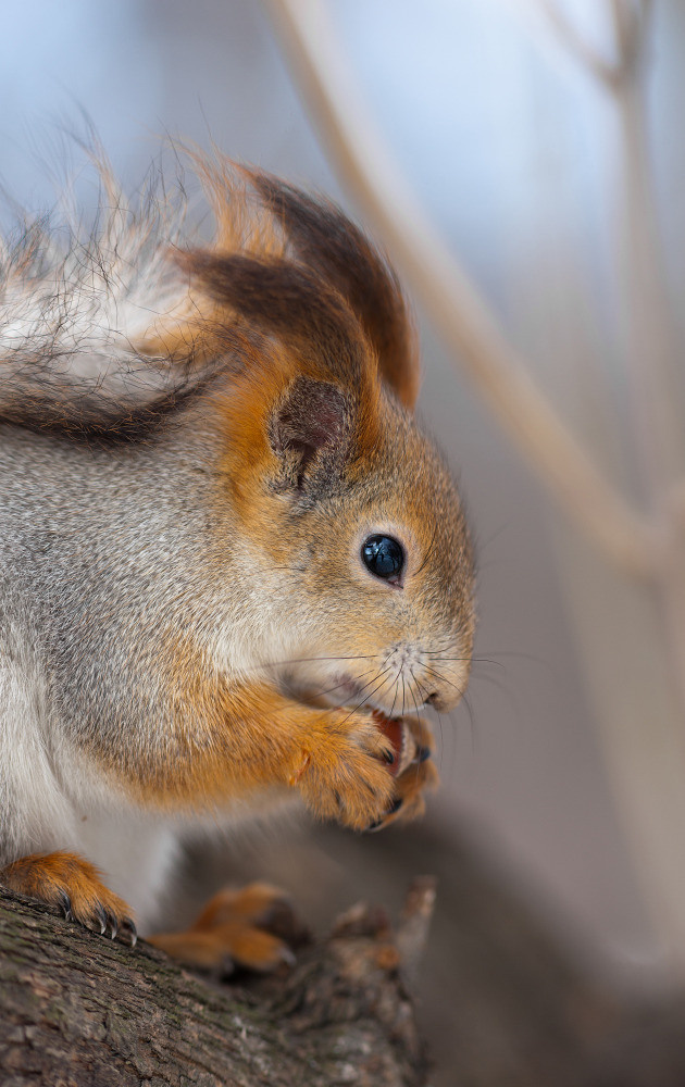 04 — животный и водный мир