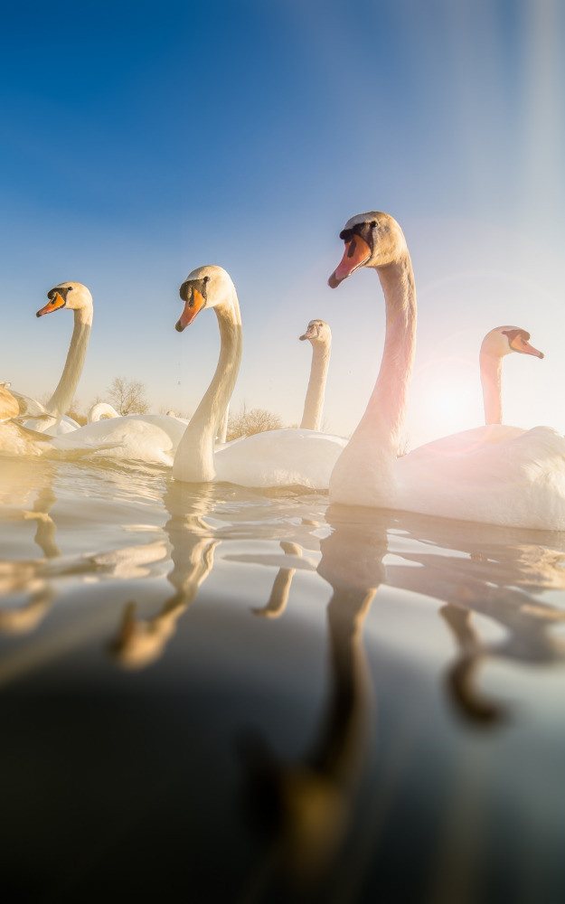 04 — животный и водный мир