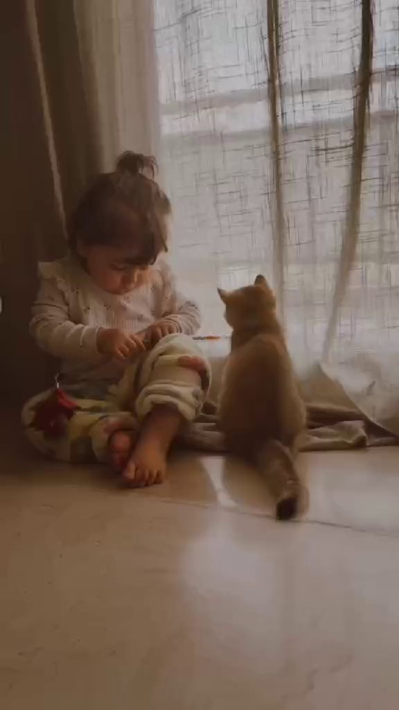 Дети и кошки. Питомник британских кошек драгоценных окрасов