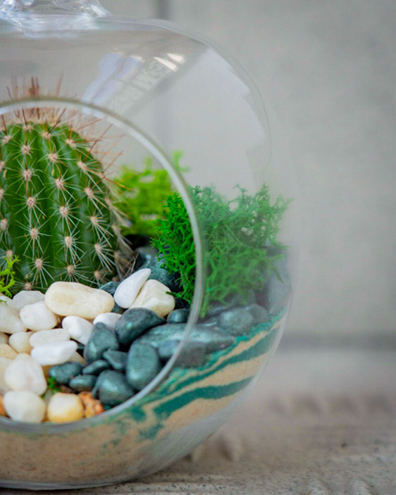 Content for a store of compositions with succulents. Portrait and wedding photographer in New York