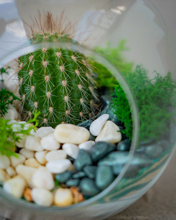 Content for a store of compositions with succulents. Portrait and wedding photographer in New York