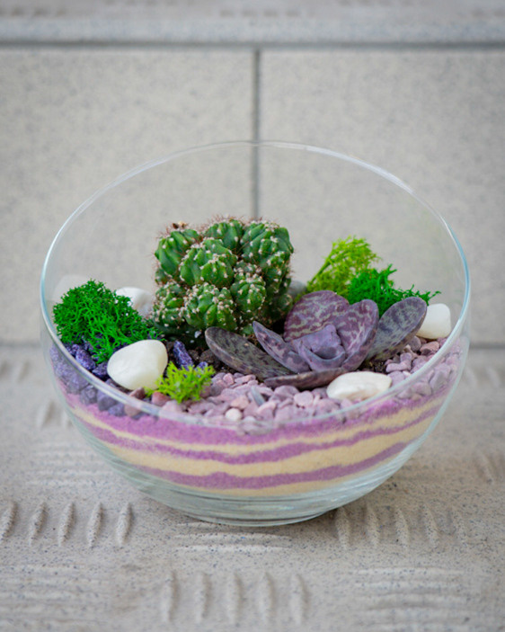 Content for a store of compositions with succulents. Portrait and wedding photographer in New York