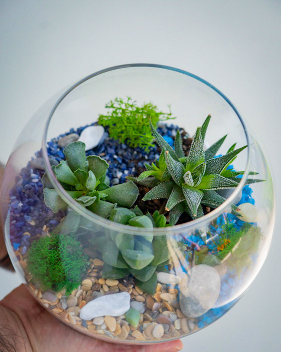 Content for a store of compositions with succulents. Portrait and wedding photographer in New York