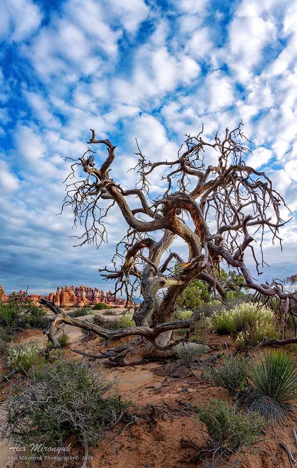 New Year In Utah. Pet, Senior, Landscape, portrait studio, photographer in Miami and Sou