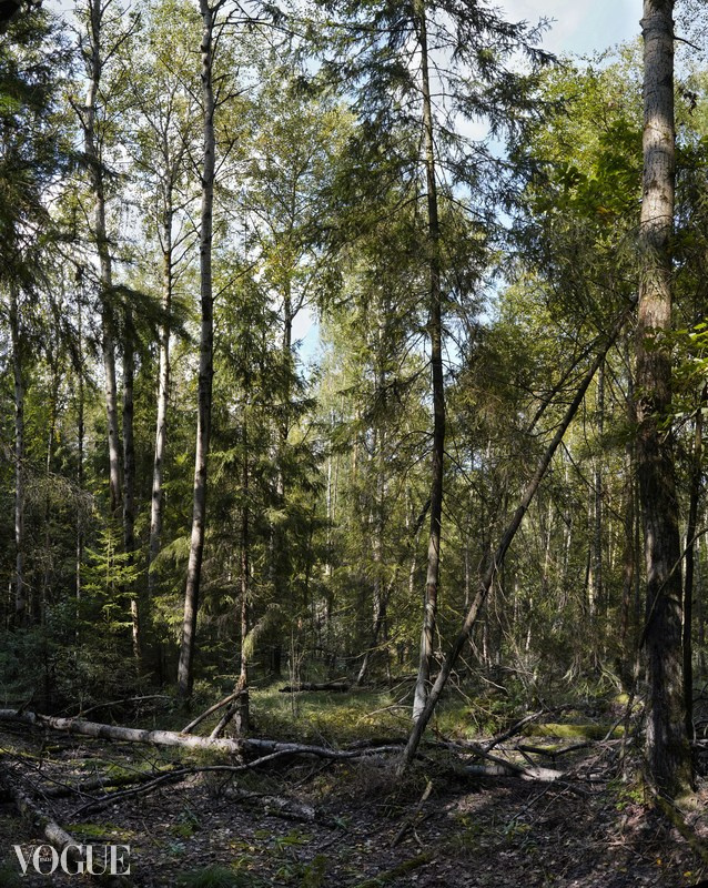 Сказка подмосковного леса. Суть фотографии в стиле изобразительного искусства