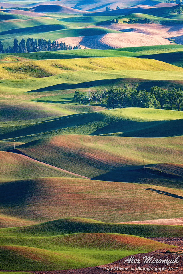 Palouse. Alex Mironyuk Photography