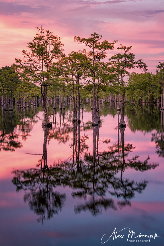 Georgia Cypress Swamps. Pet, Senior, Landscape, portrait studio, photographer in Miami and Sou