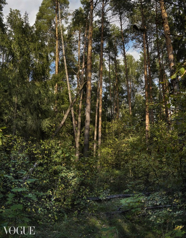 Сказка подмосковного леса. Суть фотографии в стиле изобразительного искусства
