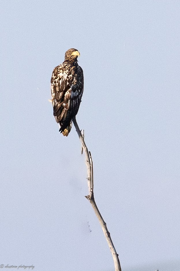 Delta Dunarii. Http://www.alexphoto.ro