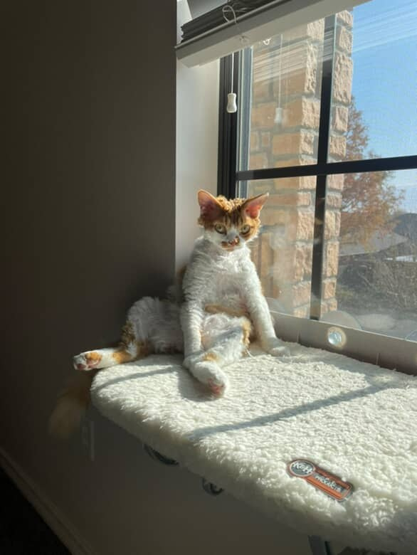 Chester, boy,  born on 11.23.23, SOLD. Devon Rex Pixie Cattery