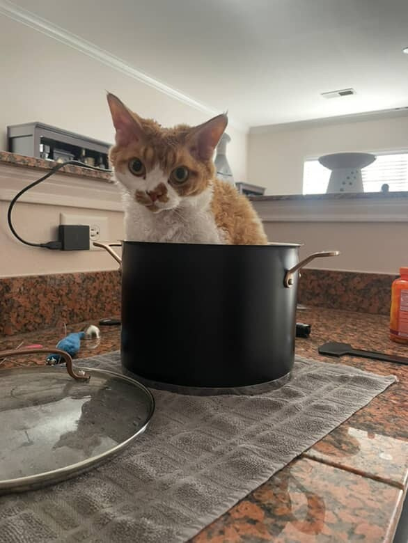 Chester, boy,  born on 11.23.23, SOLD. Devon Rex Pixie Cattery