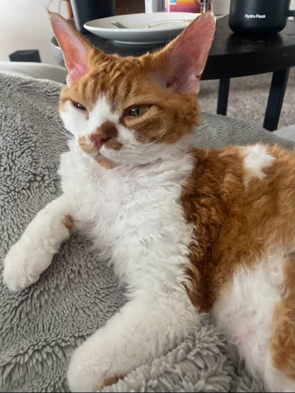 Chester, boy,  born on 11.23.23, SOLD. Devon Rex Pixie Cattery