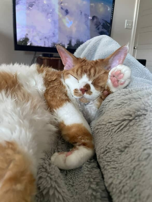 Chester, boy,  born on 11.23.23, SOLD. Devon Rex Pixie Cattery