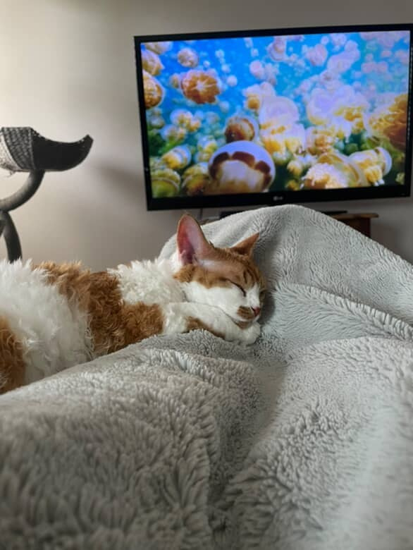 Chester, boy,  born on 11.23.23, SOLD. Devon Rex Pixie Cattery