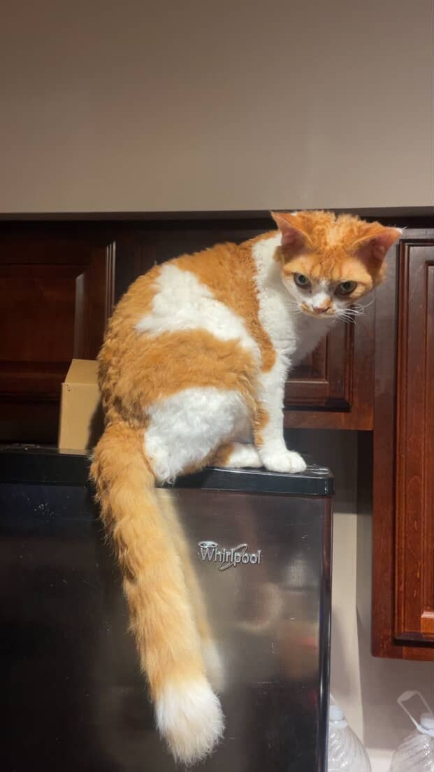 Chester, boy,  born on 11.23.23, SOLD. Devon Rex Pixie Cattery